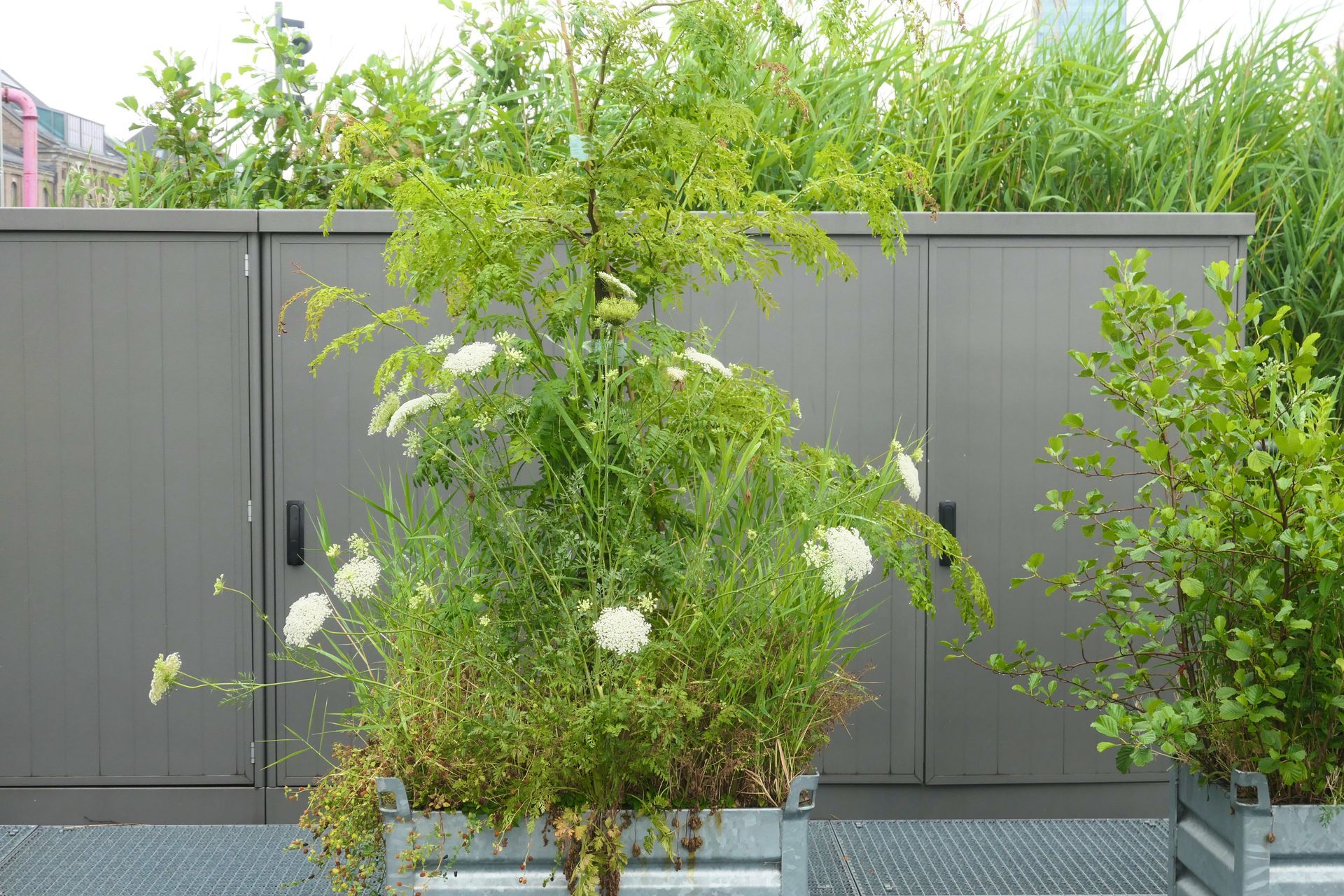 Ein Container mit Baum und Pflanzen auf der Anlage