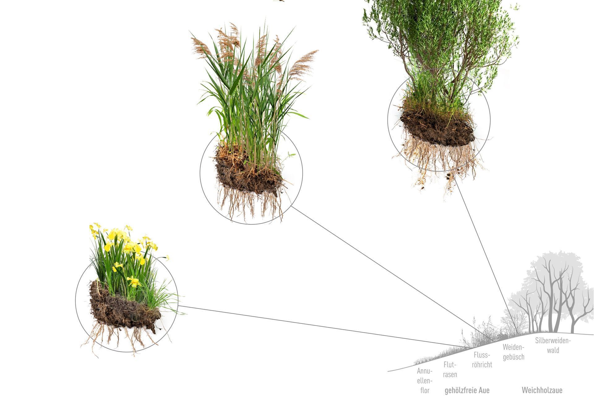 Die Pflanzen der Weichholzaue in einer Skizze für die Vertical Wetlands II.