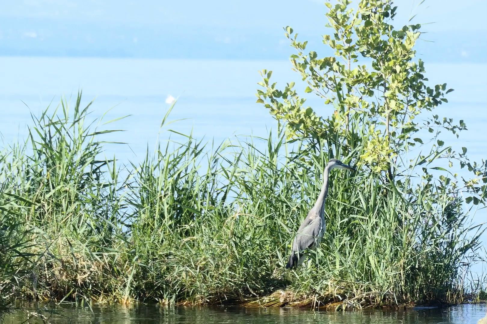 Auch ein Reiher nutzt eine der Inseln, um Unterwasser jagen zu können. Hier steht er gut versteckt im Schilf.