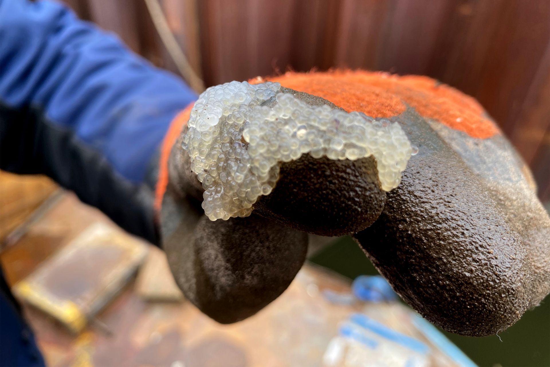 Großaufnahme einer Hand mit Arbeitshandschuh, darauf Fischeier, die schon nach 24h an den Vertikal Wetlands gefunden wurden.