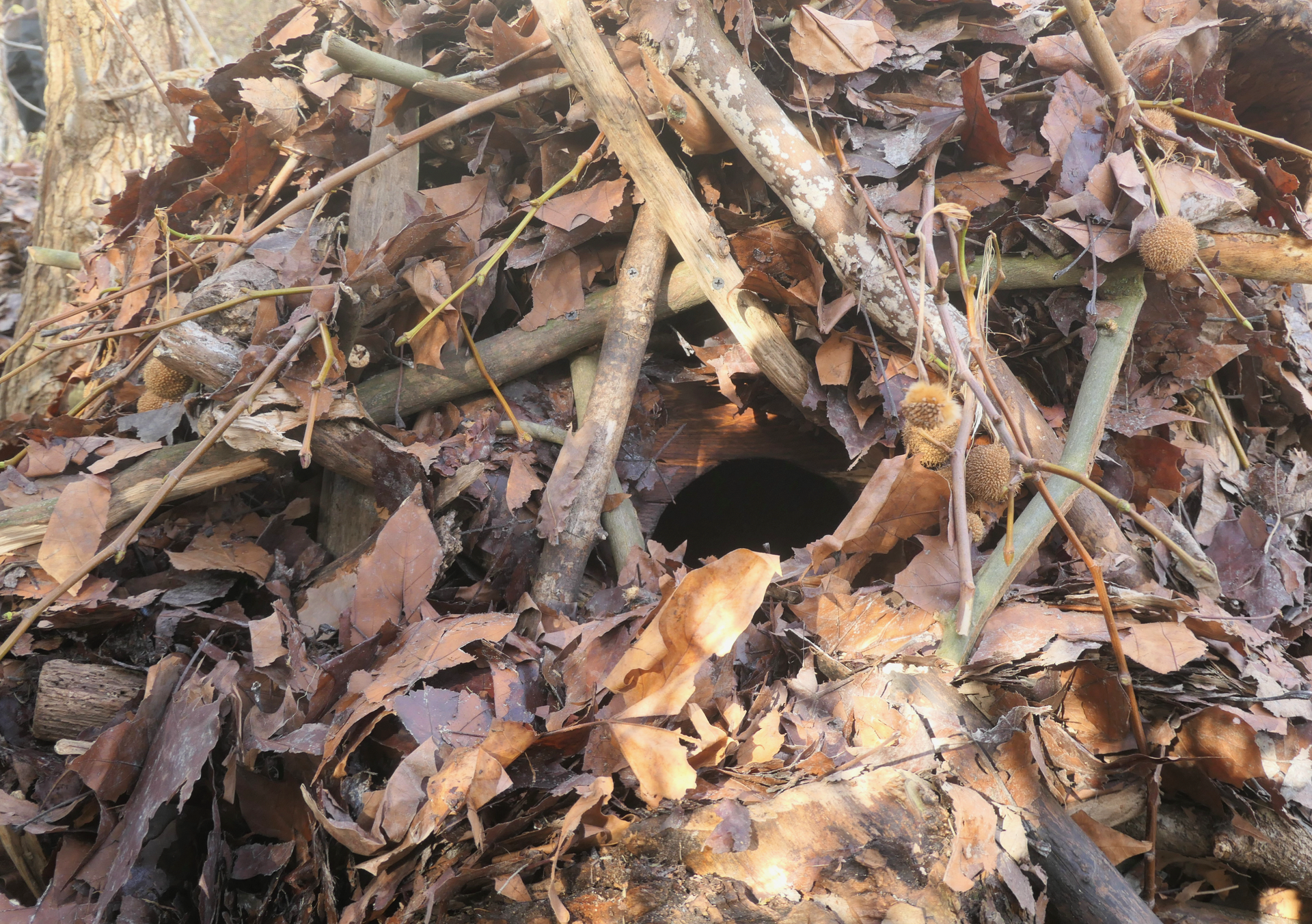 Vorderseite der Otterhöhle mit Eingang. Vorderseite der Otterhöhle mit Eingang.