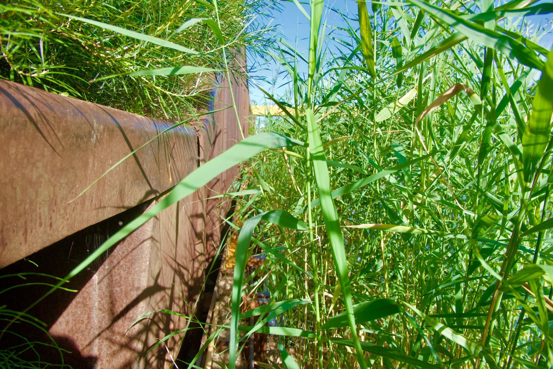 Blick in das Schilf der Vertical Wetlands II Anlage. Links ist noch die Spundend zu sehen. 
