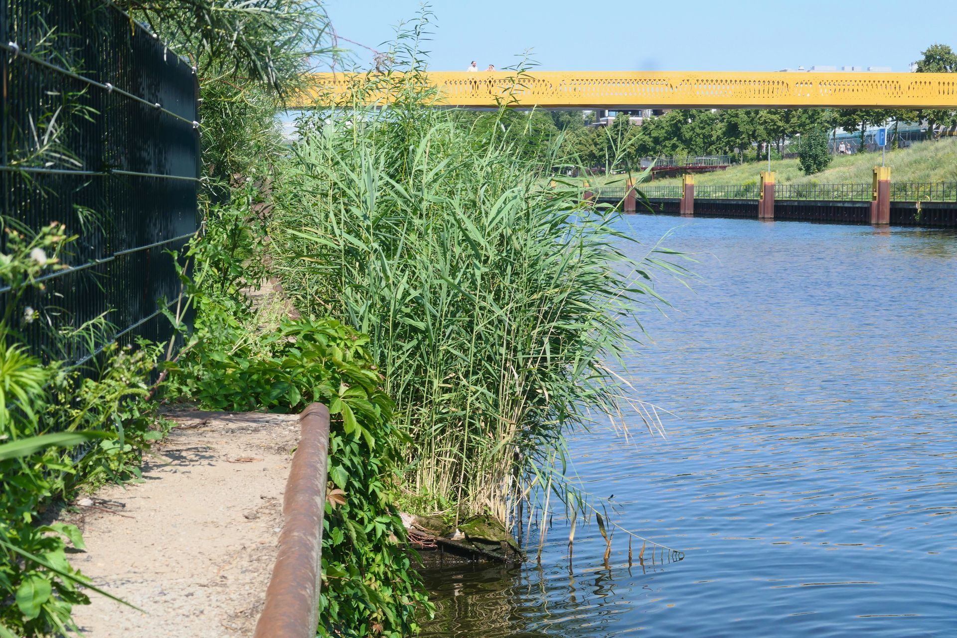 Ein Jahr nach der Installation ist bereits eine dichte Schilfwand durch die Vertical Wetlands entstanden.  Hier ein Blick von der Seite.