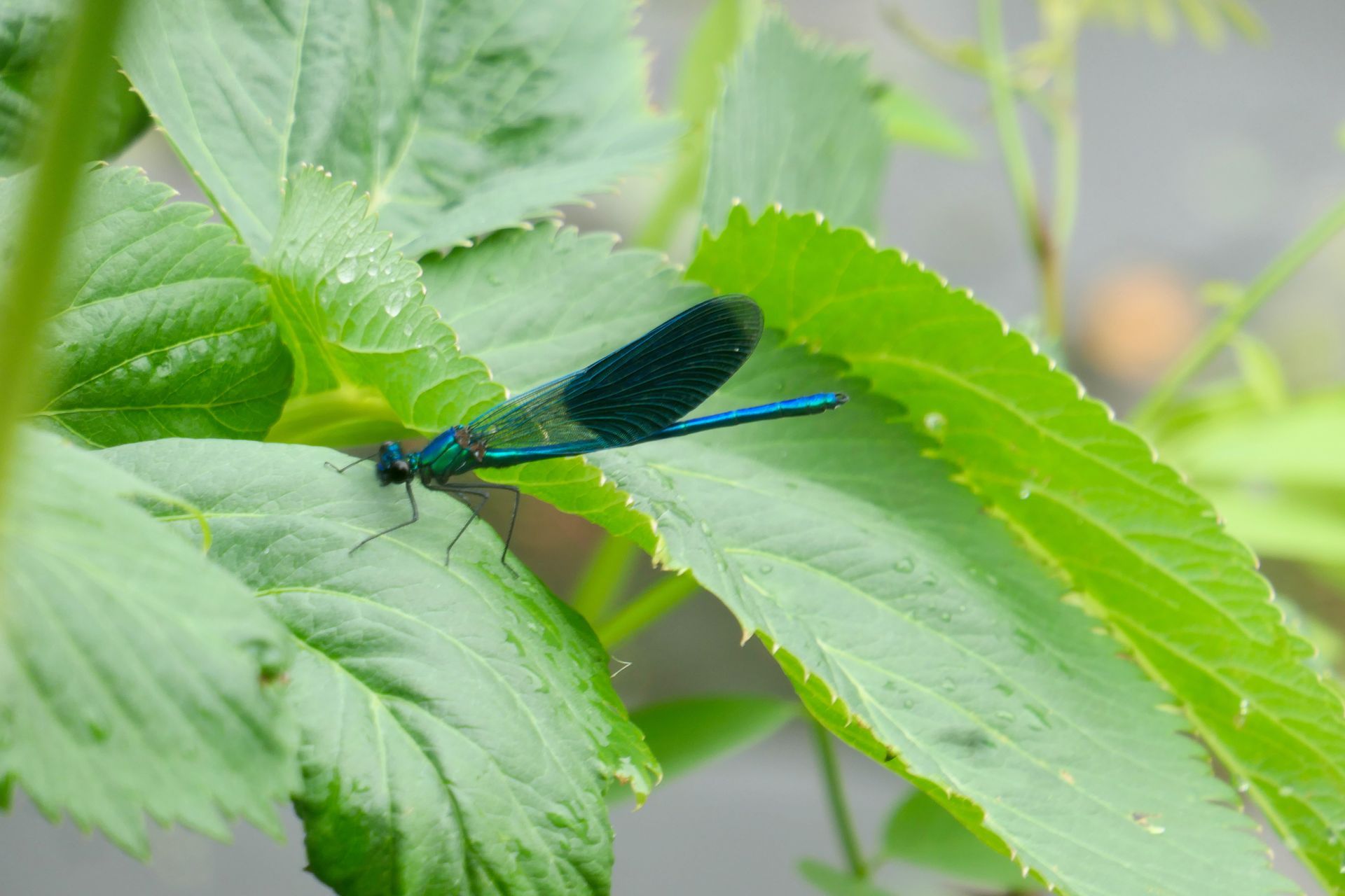Auf großen grünen Blättern sitzt eine blaue Libelle. 