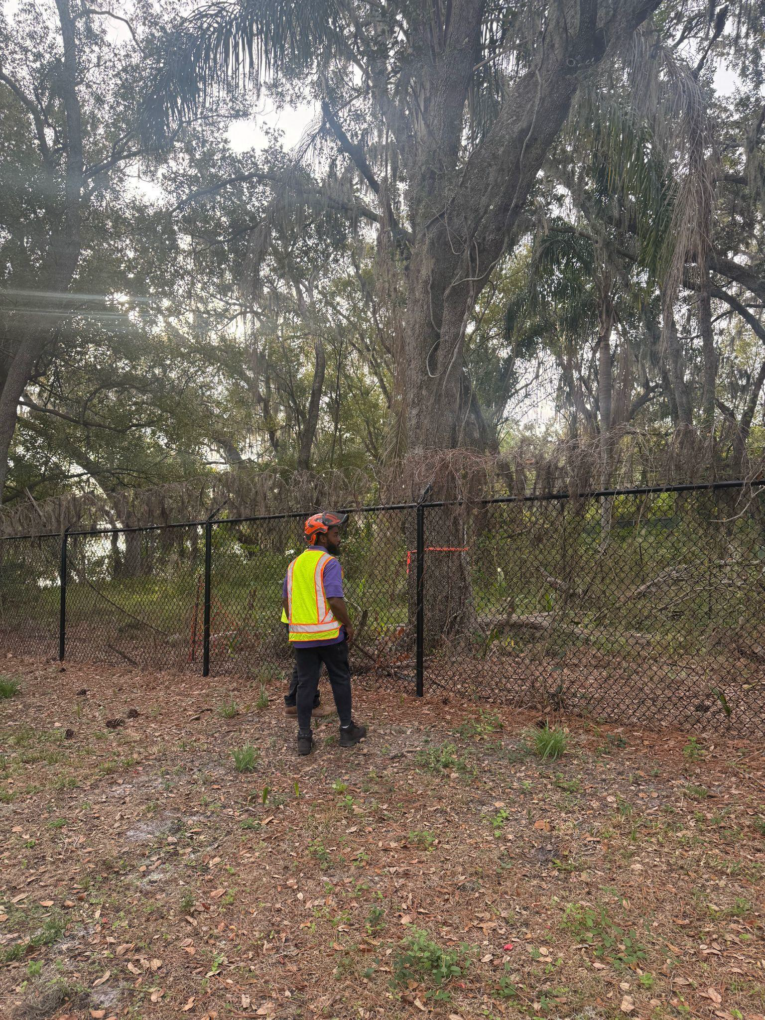 Person in safety vest stands near black fence in wooded area with a large tree.