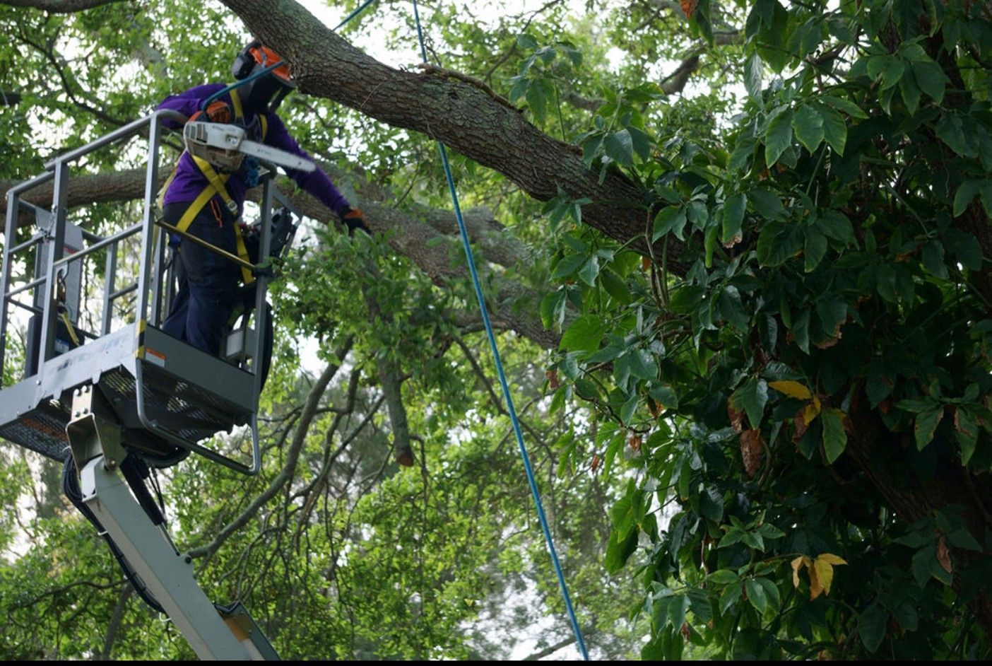 Person in a lift trimming a tree branch with a chainsaw, outdoors.