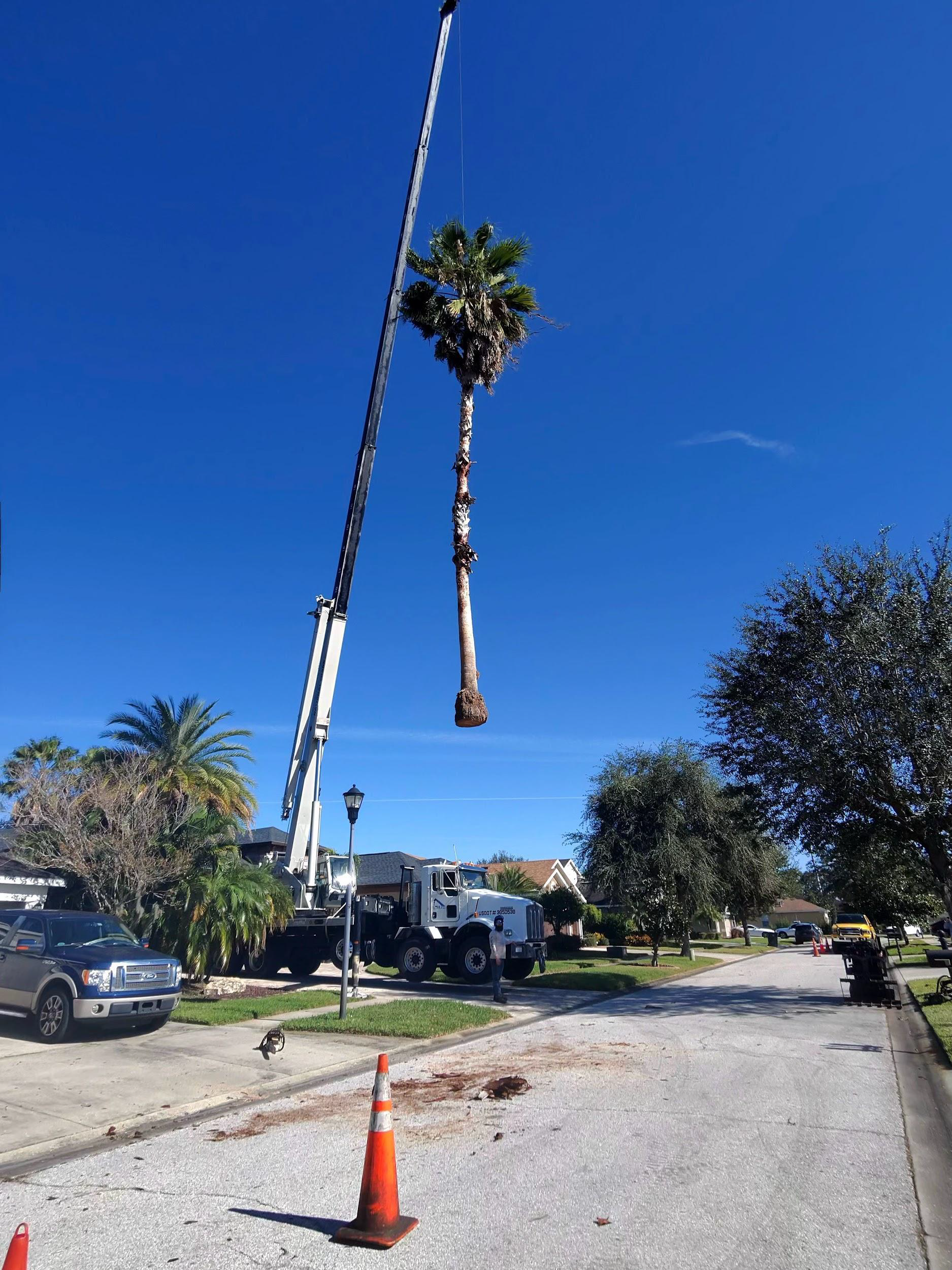 Crane removing a tall palm tree from a residential street on a sunny day.