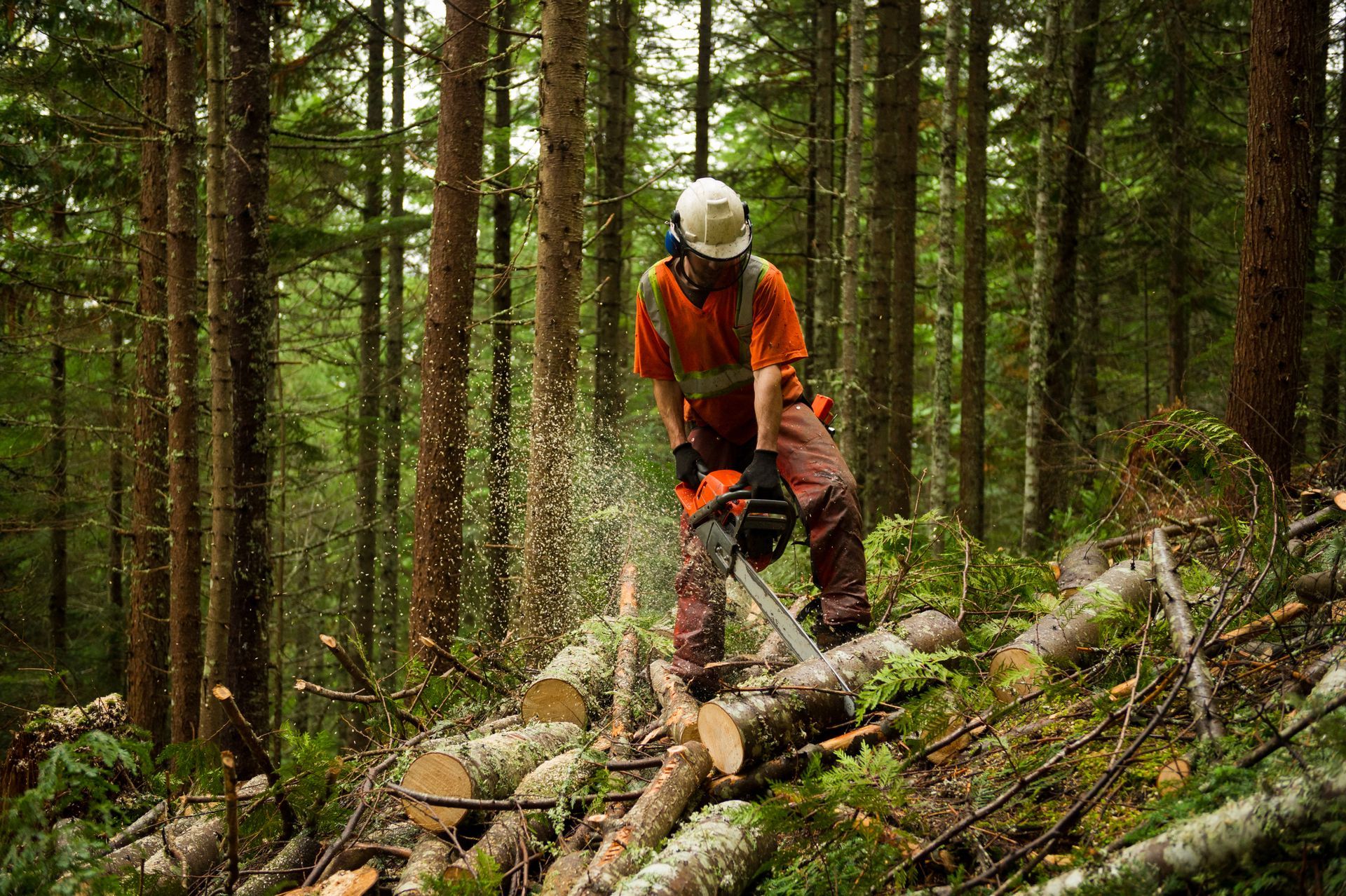 Lumberjack in orange vest using a chainsaw to cut logs in a forest.