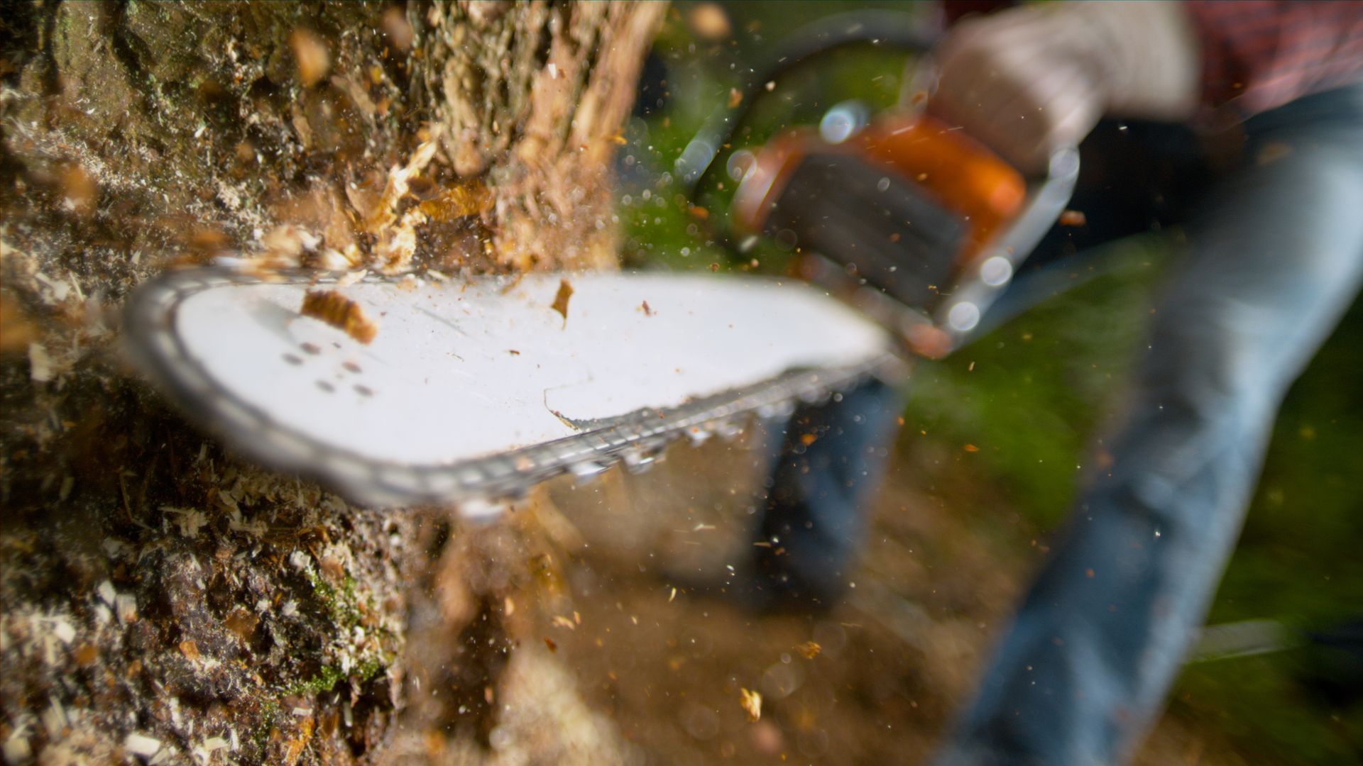 A person using a chainsaw to cut a tree trunk, with wood chips flying.