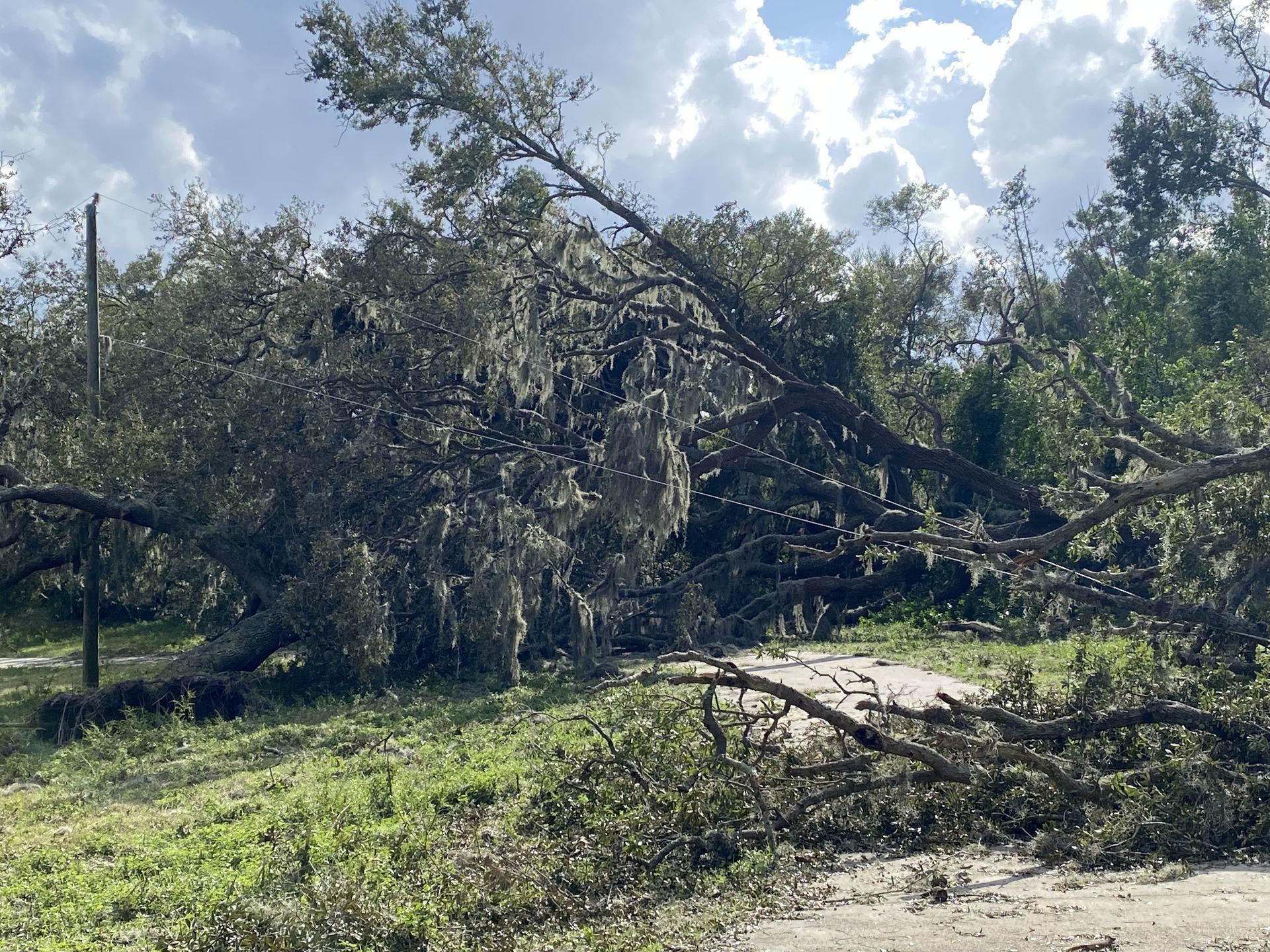 A large tree fallen across a road after a storm, with debris and overcast sky.