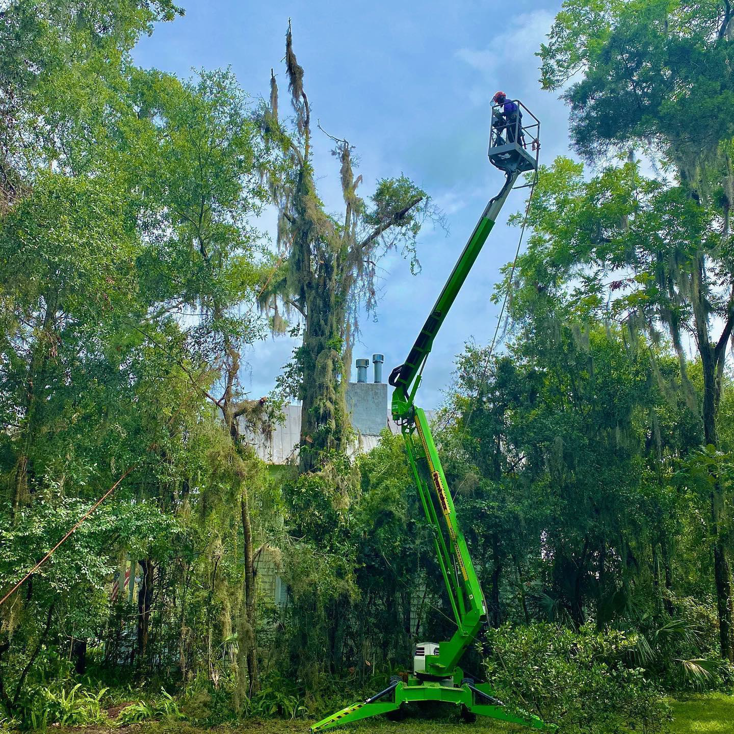 A worker in a lift trims a tall, dead tree surrounded by lush green foliage.