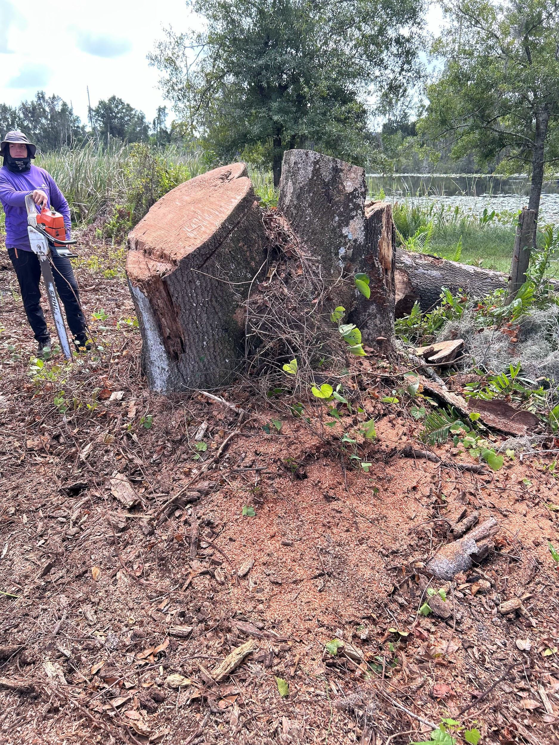 Person with chainsaw near a large tree stump in a field; sawdust on the ground.