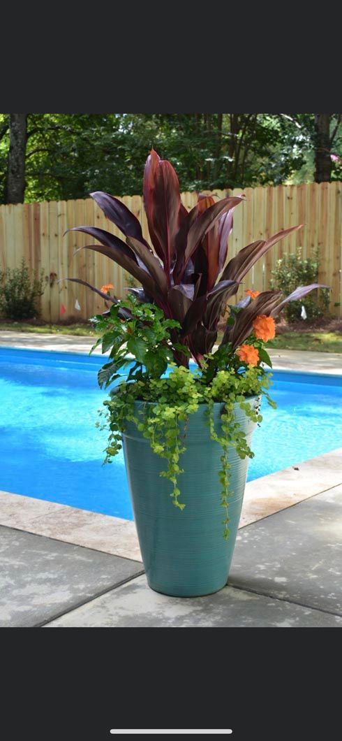 A potted plant is sitting next to a swimming pool.