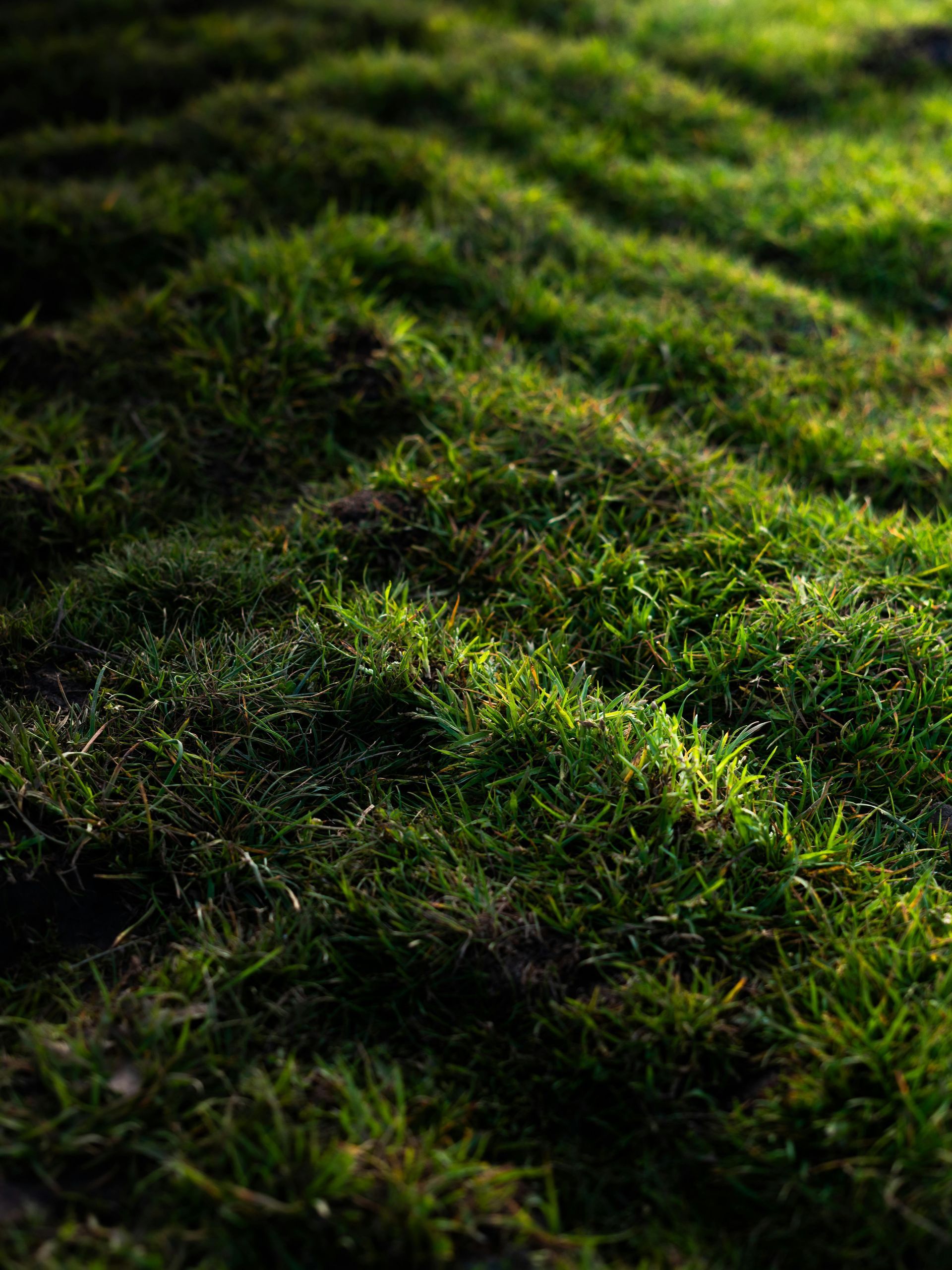 A close up of a patch of green moss on the ground.