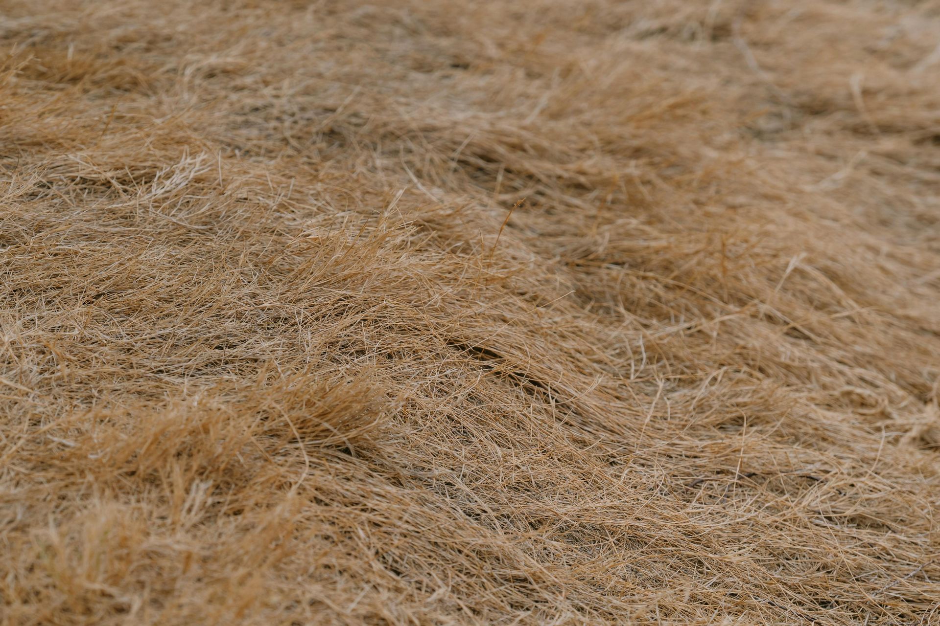 A close up of a pile of dry grass on the ground.