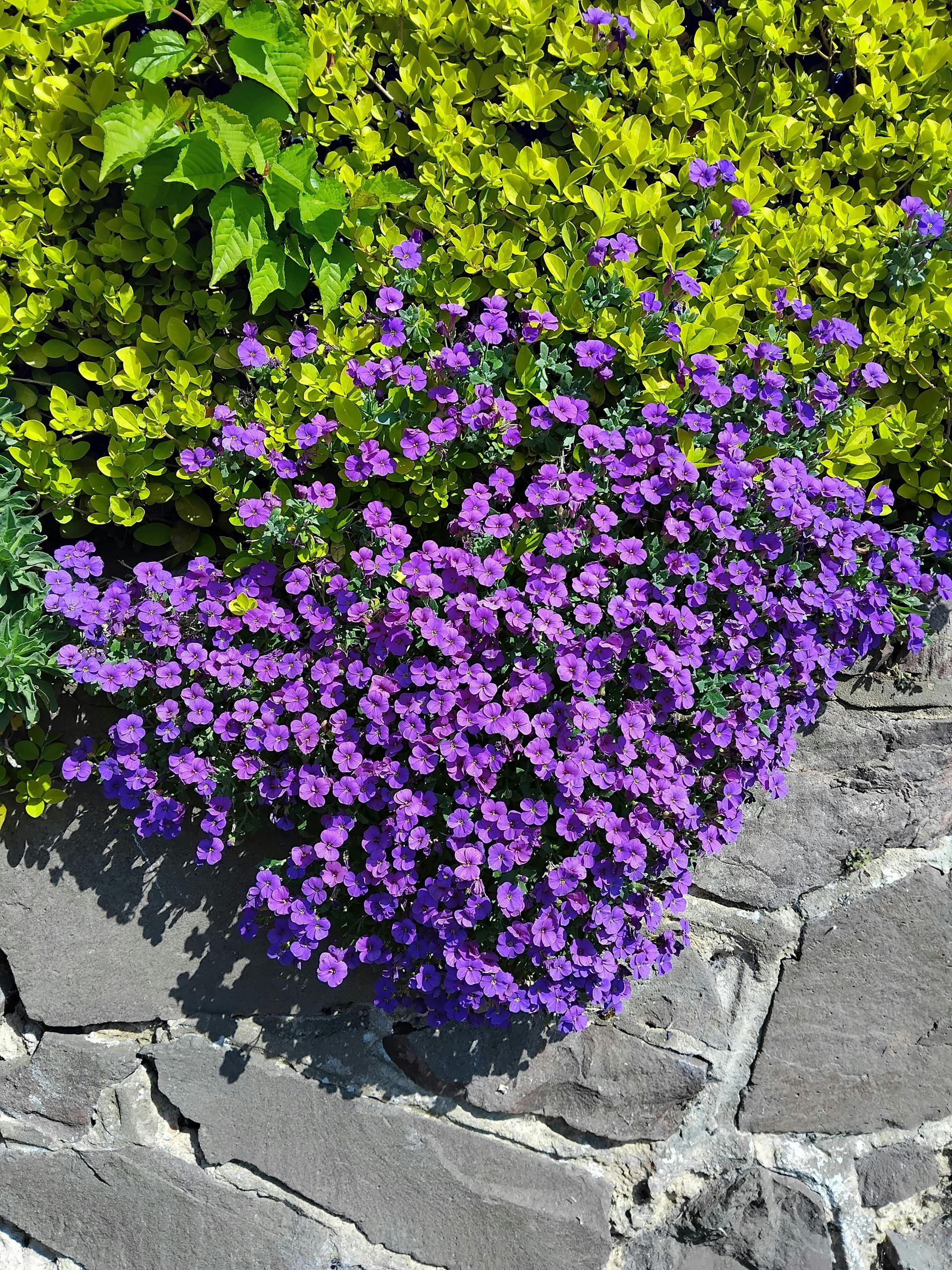 Purple flowers are growing on a stone walkway