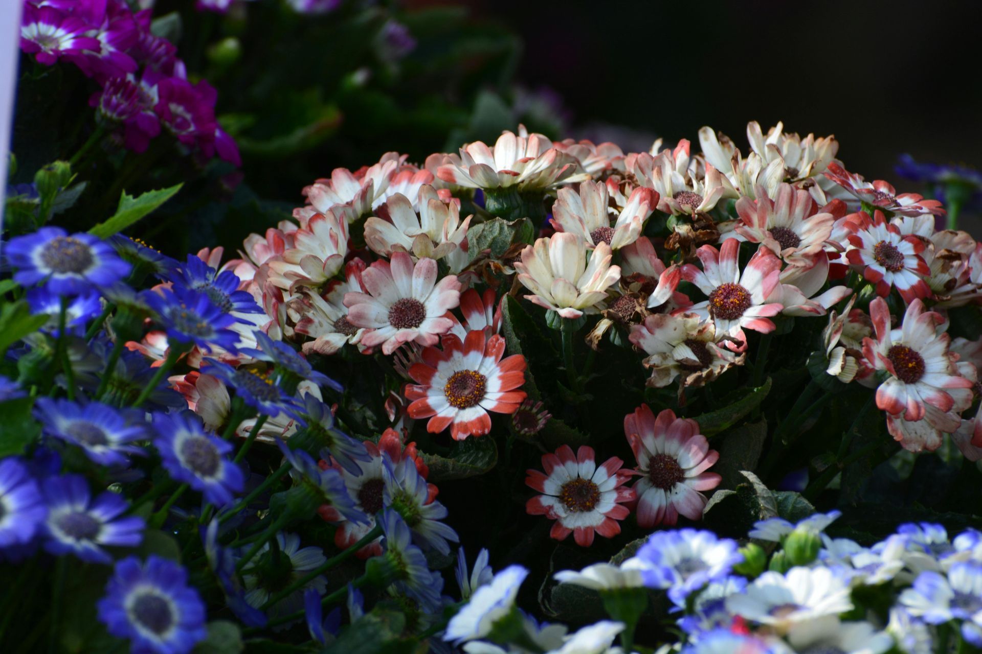 A bunch of flowers with red white and blue petals