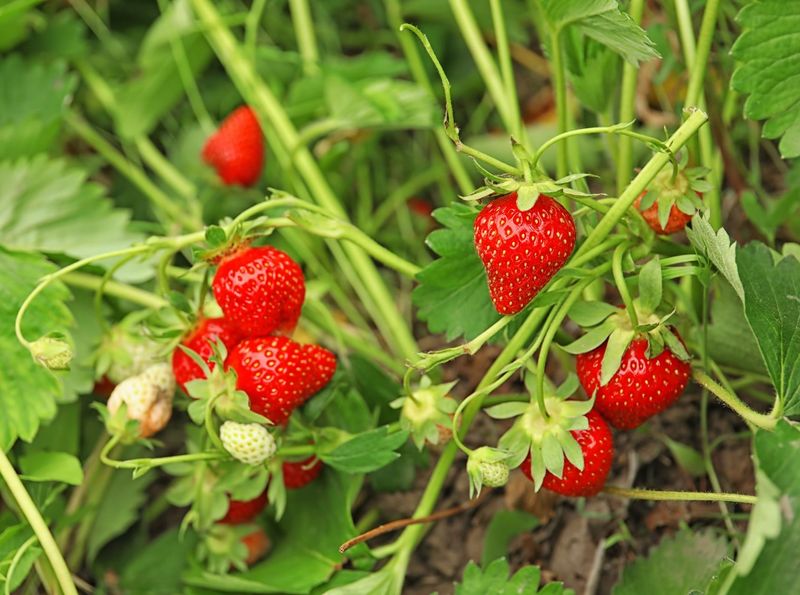 Erdbeeren