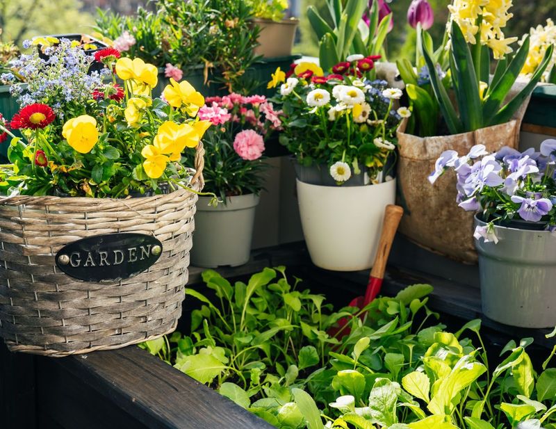 Foto bunte Balkonblumen