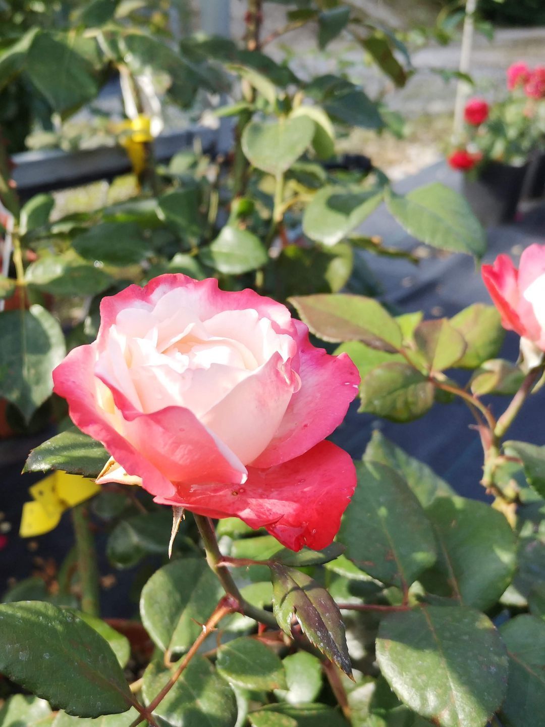 Foto Blume