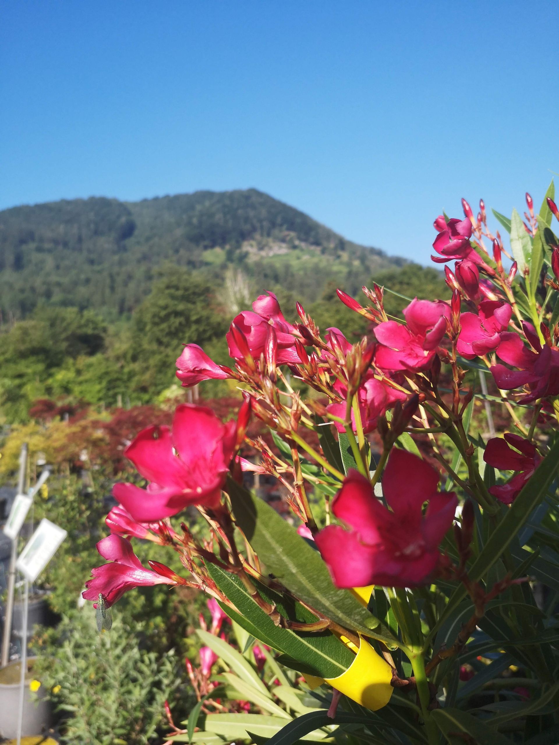 Zeiler Baumschule - Pflanzen