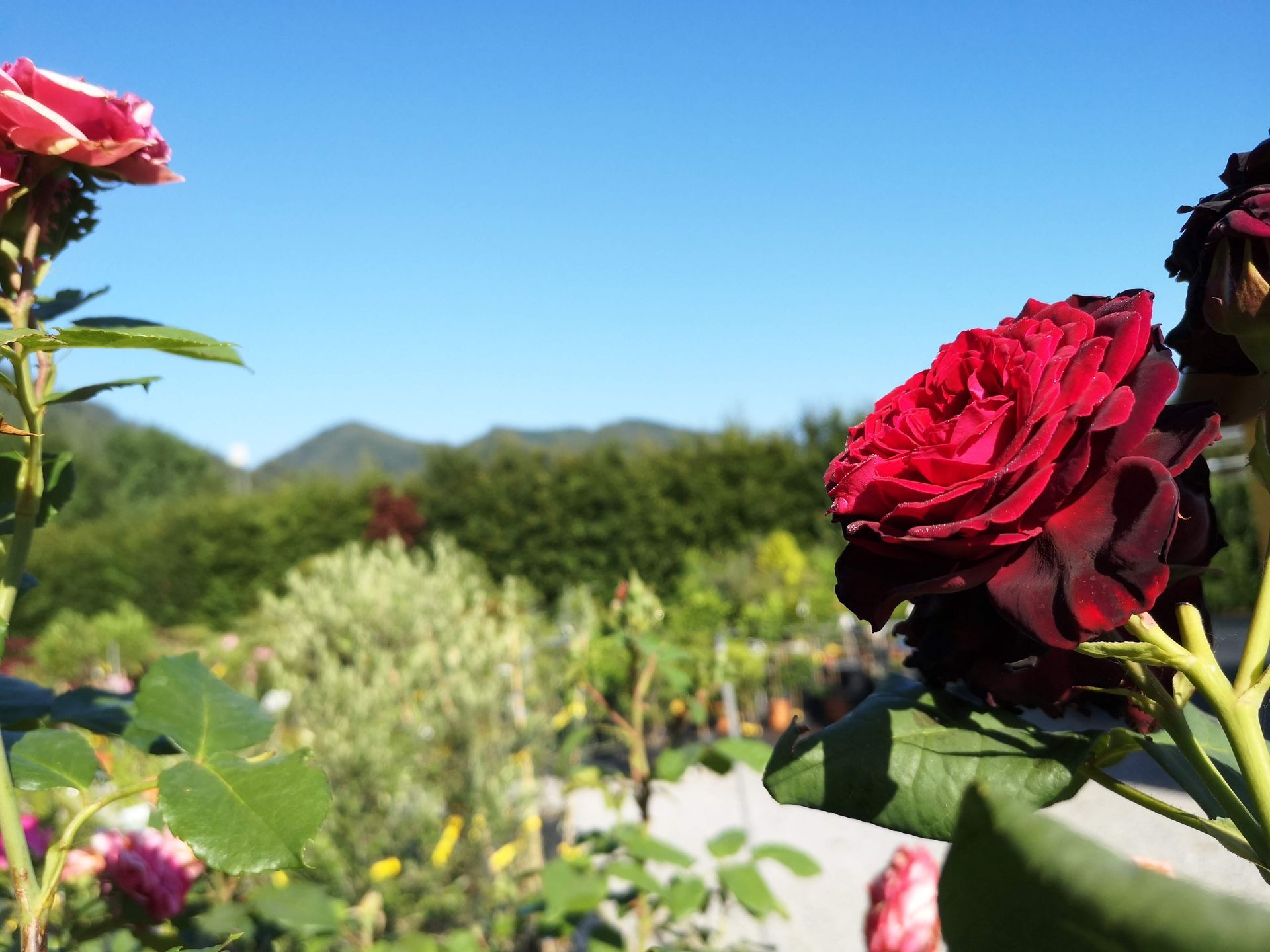 Zeiler Baumschule - Pflanzen