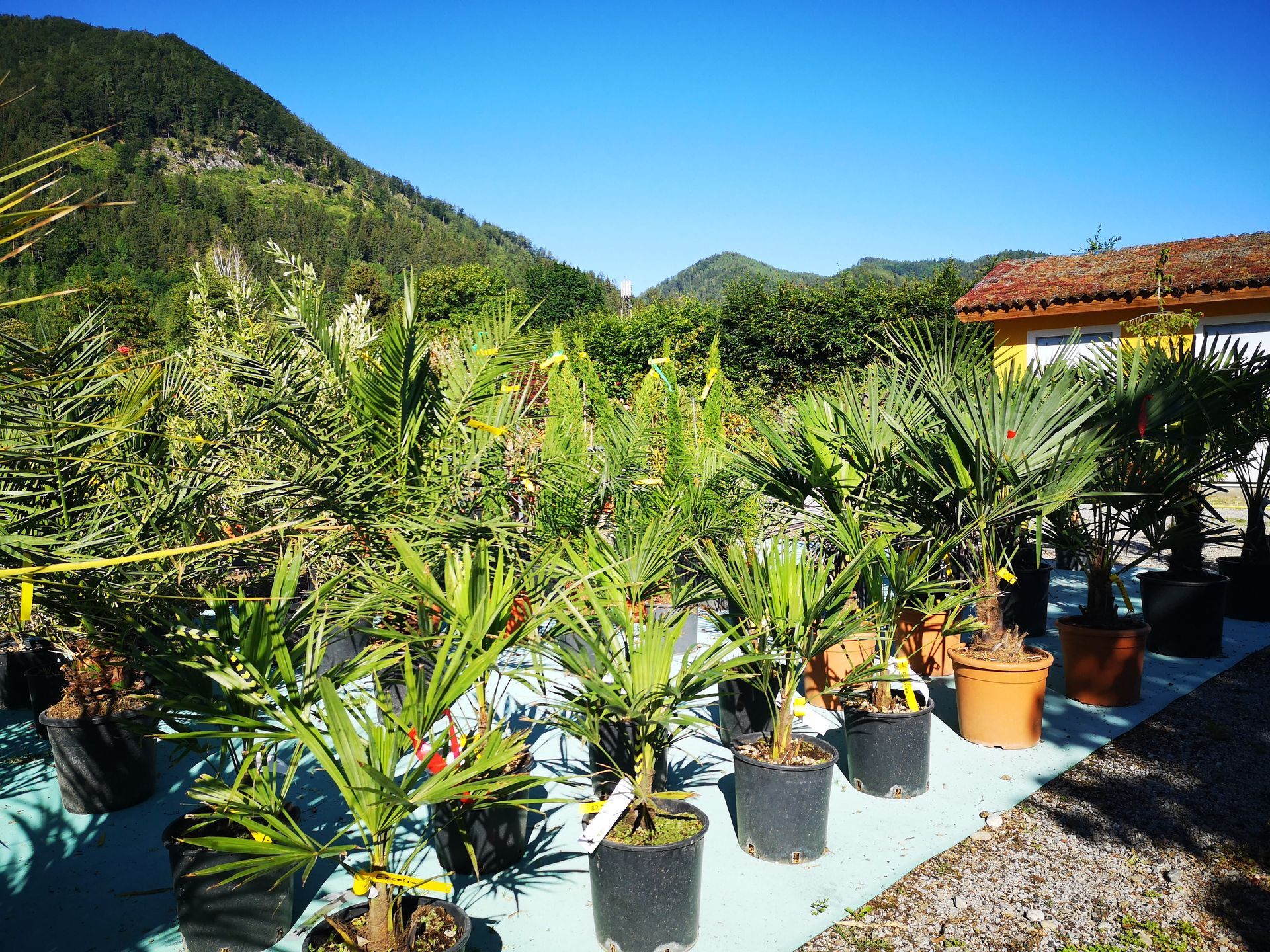 Zeiler Baumschule - Pflanzen