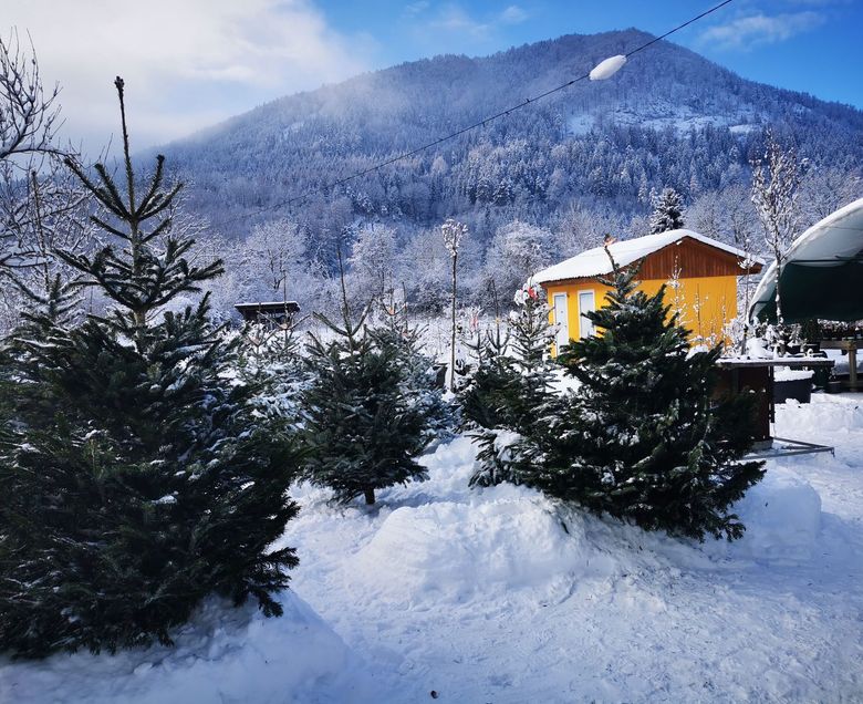 Foto Christbäume im Schnee