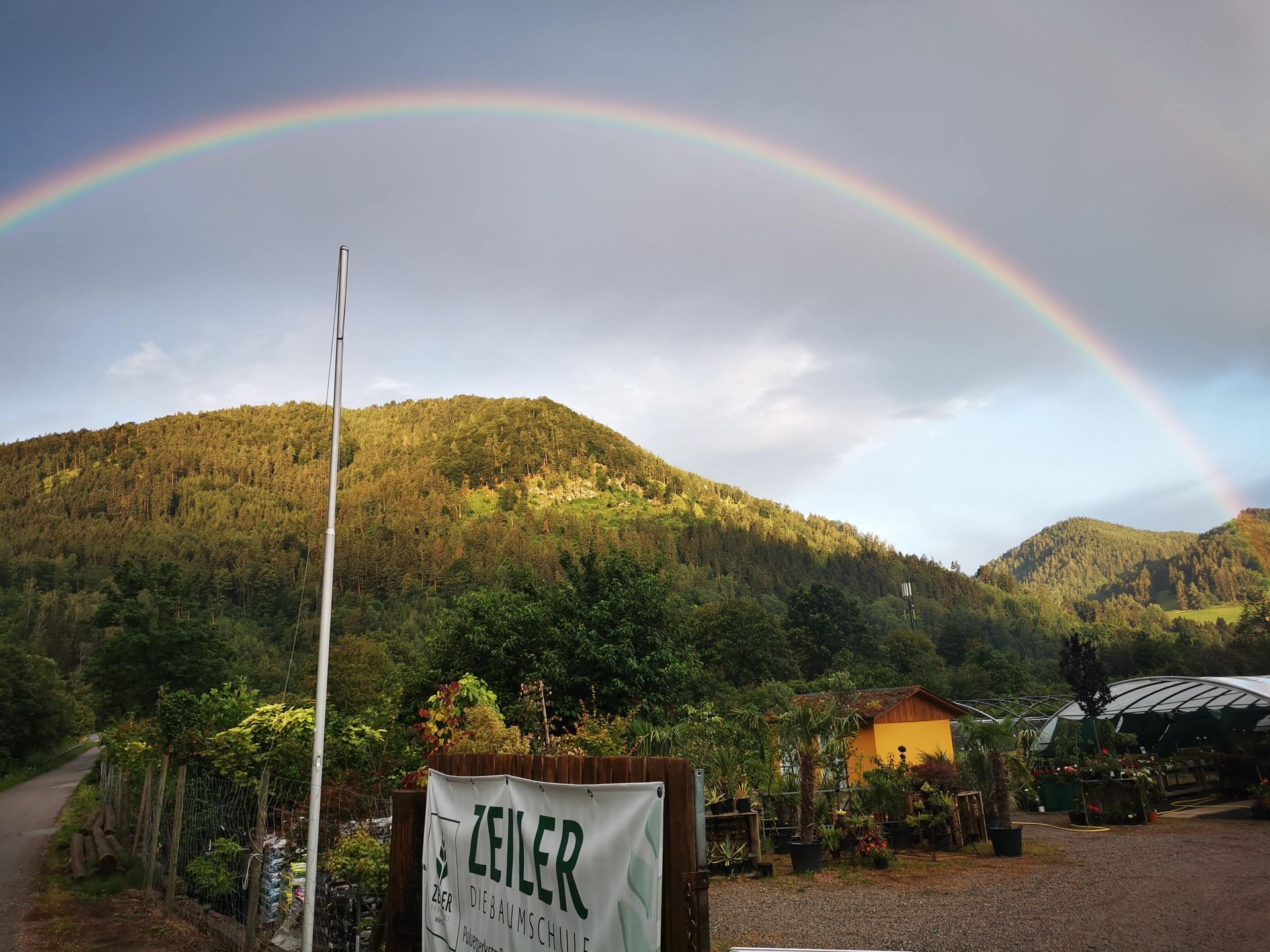 Foto Pflanzen