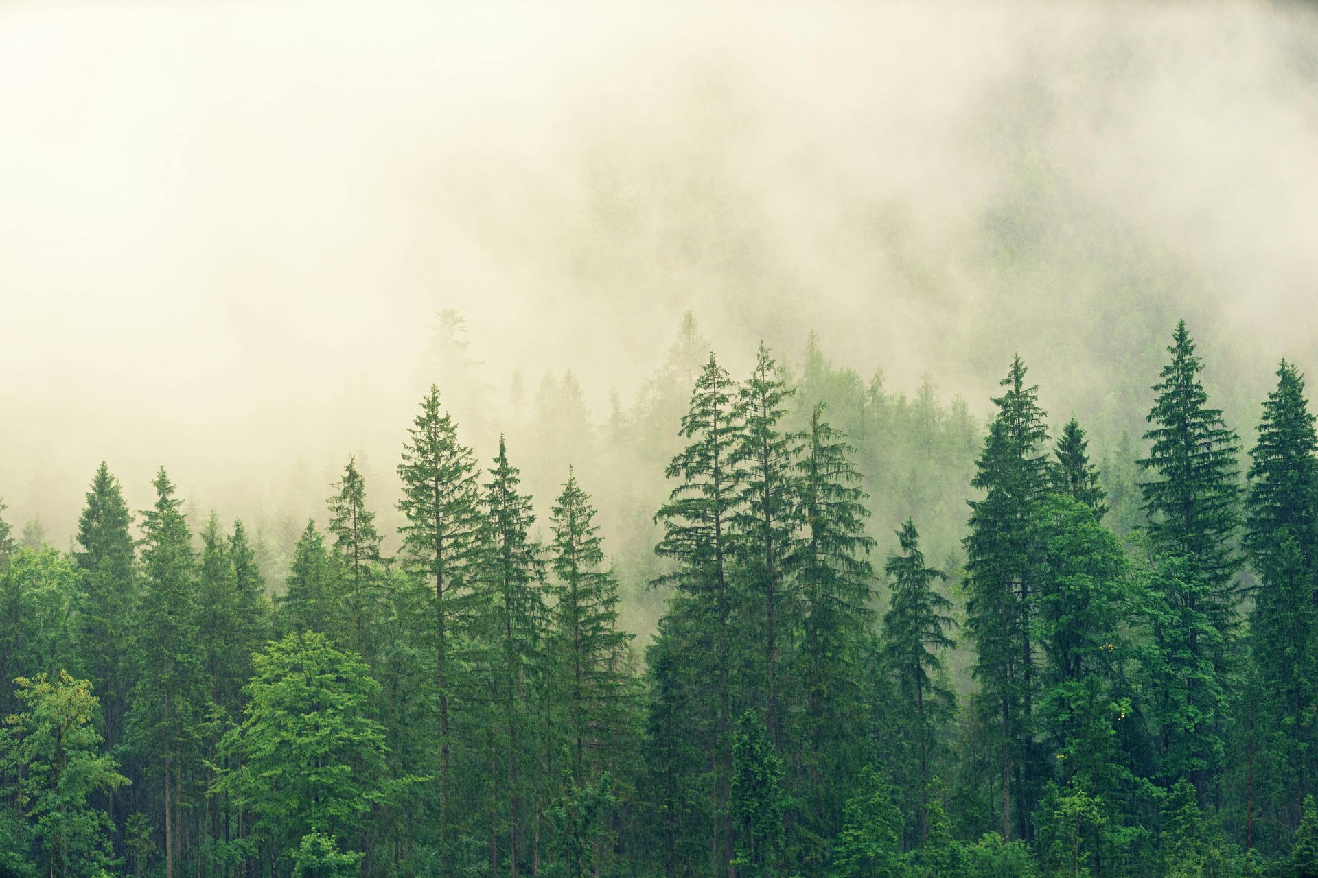 A foggy forest with trees in the foreground and a white sky in the background.