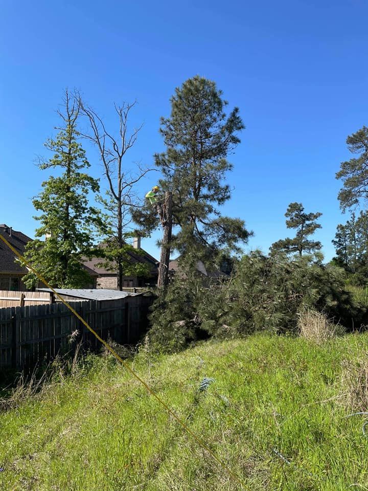 Fallen tree on grassy ground, next to wooden fence, under a blue sky.