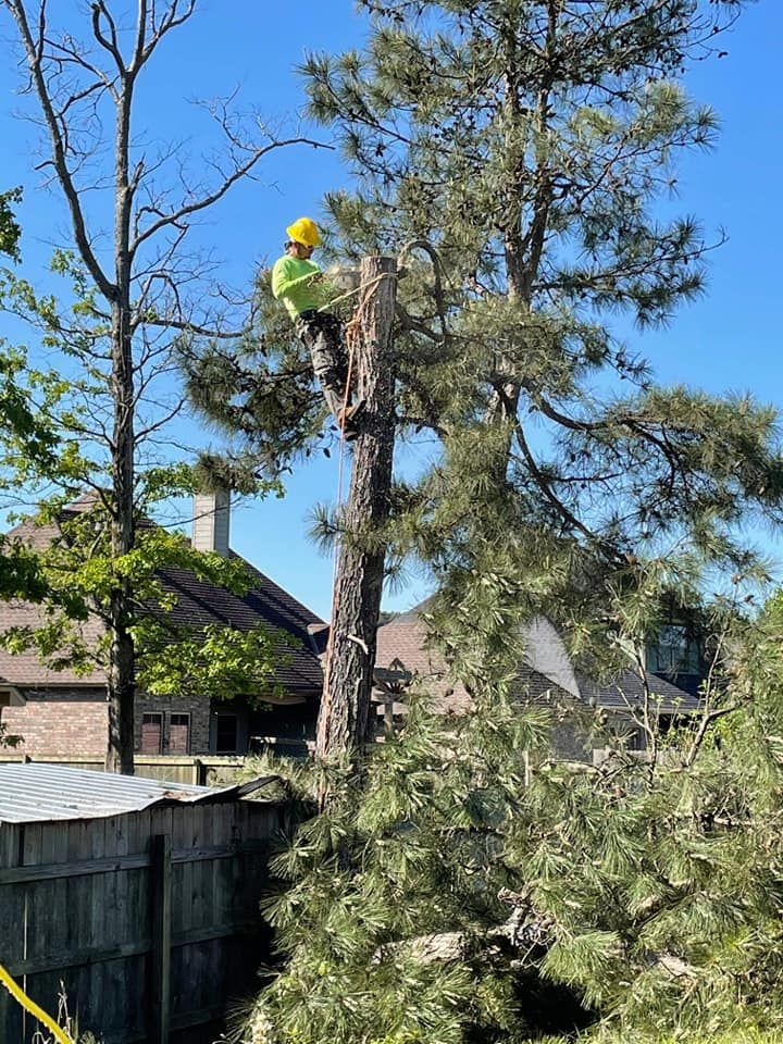 Tree service worker in a yellow hard hat cutting a tall tree in a residential backyard on a sunny day.