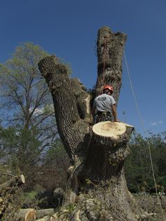 Arborist on a tall, partially cut tree, wearing a helmet and safety gear. Sunny outdoor setting.
