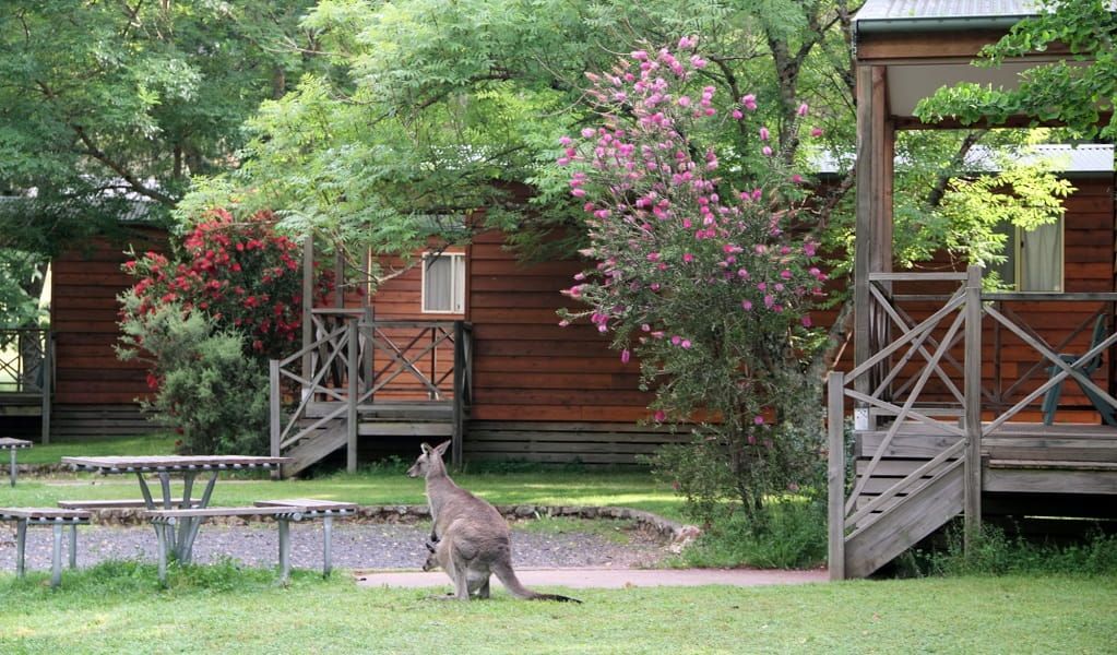 A kangaroo is sitting in the grass in front of a wooden cabin.