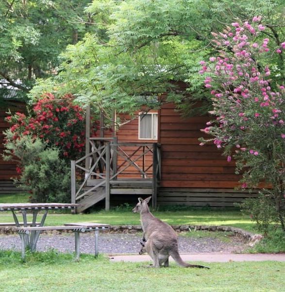 A kangaroo standing in front of a wooden cabin