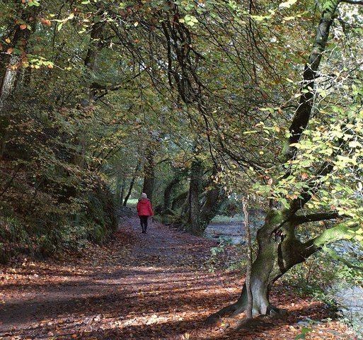 A woman in a red jacket is walking down a path in the woods.