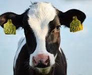 A black and white cow with yellow tags on its ears is looking at the camera.