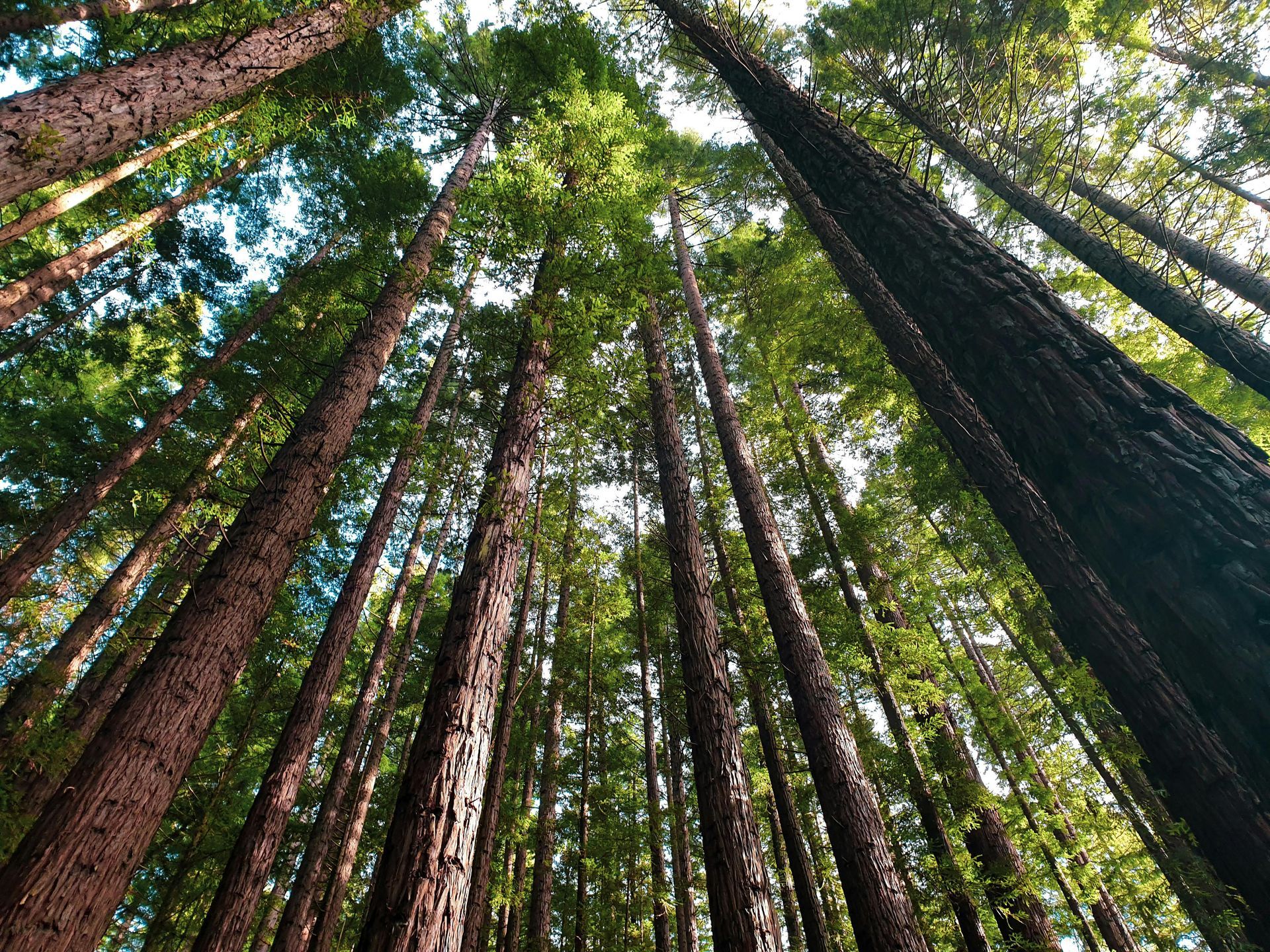 Looking up into a forest of tall trees.