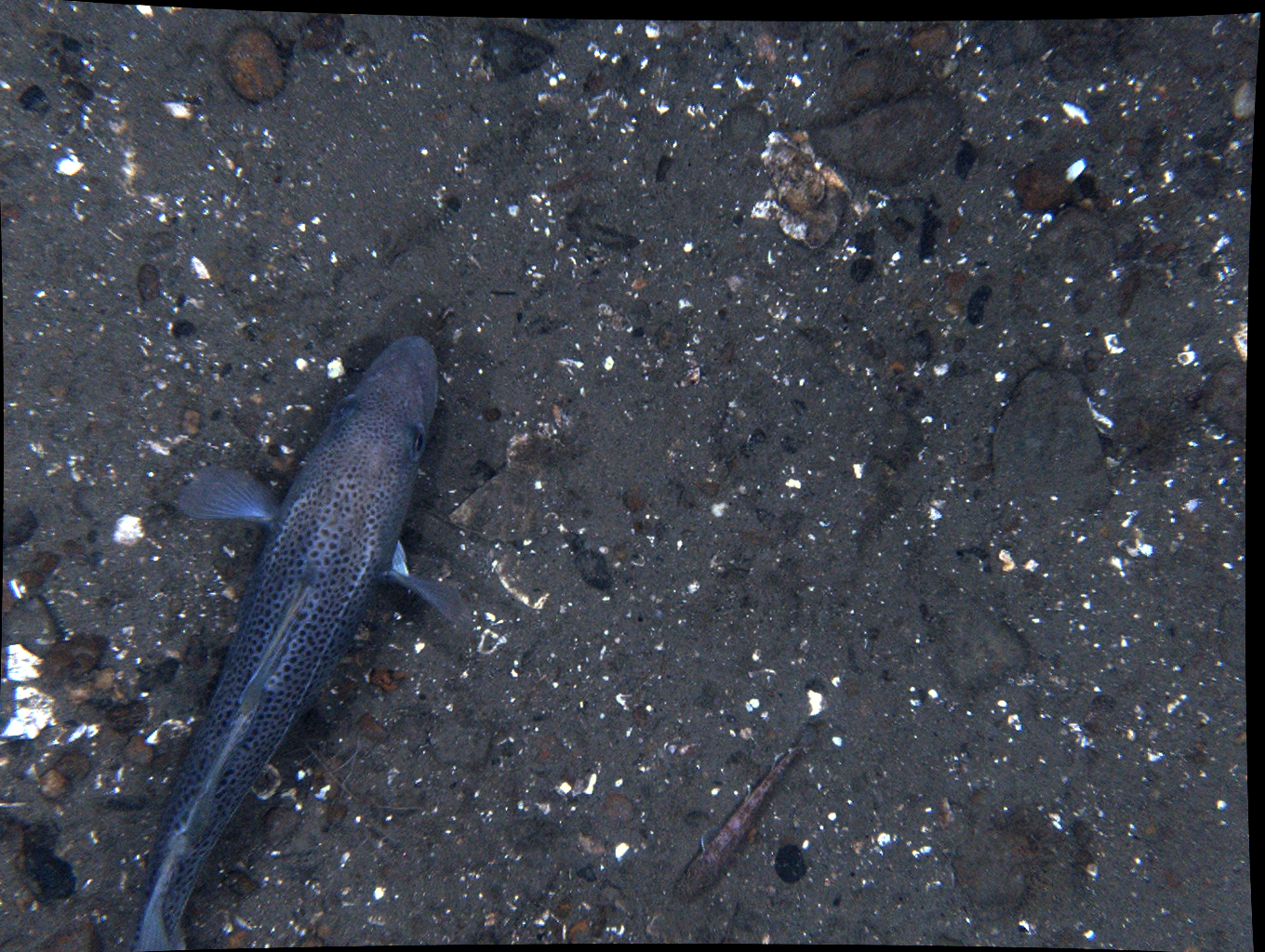 A fish is laying on the ground in the dark