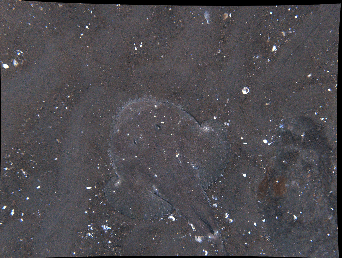 A black background with a few white dots on it