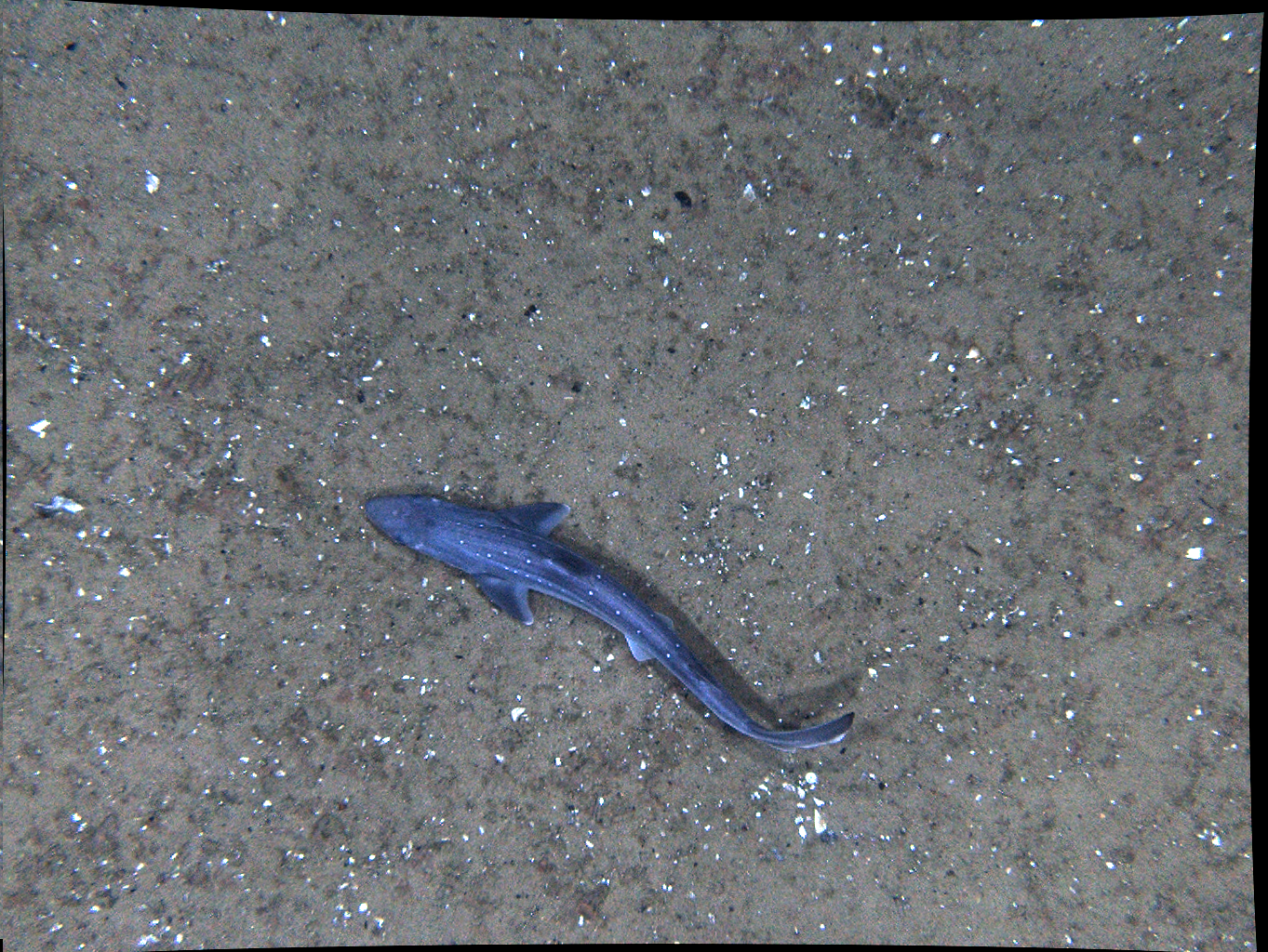 A small blue fish is laying on the ground