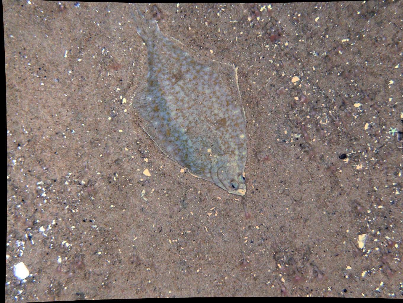 A small fish is swimming in the sand on a beach