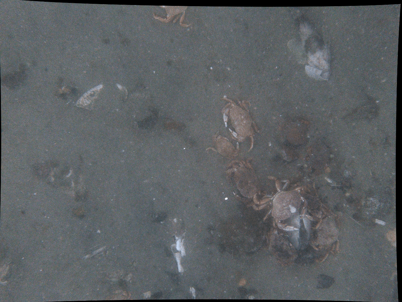 A group of crabs are swimming in the water