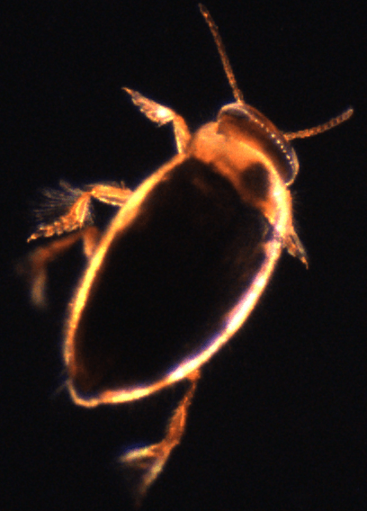 A close up of a bug on a black background
