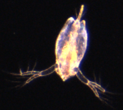 A close up of a bug with a black background