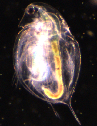 A close up of a small fish with a light coming out of it