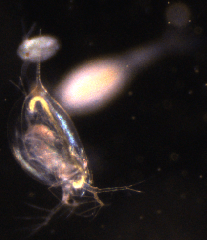 A close up of a small bug in the dark