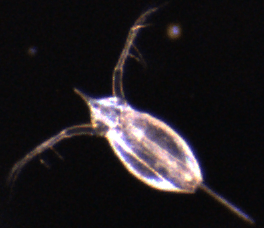 A close up of a small bug on a black background