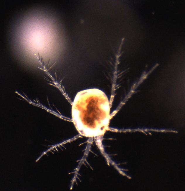 A close up of a spider on a black background