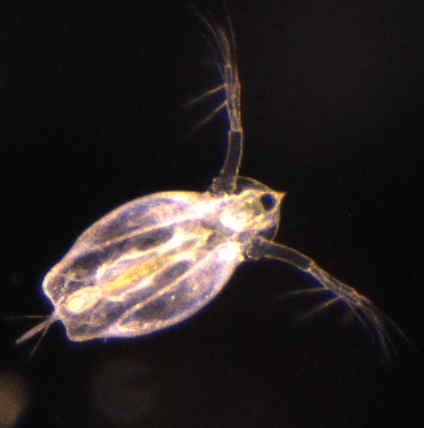 A close up of a small bug with a black background